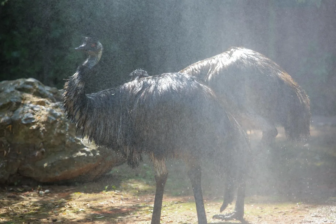 Zanima vas kako se životinje štite od vrućina? U zagrebačkom ZOO-u rashlađuju se ledenim poslasticama!