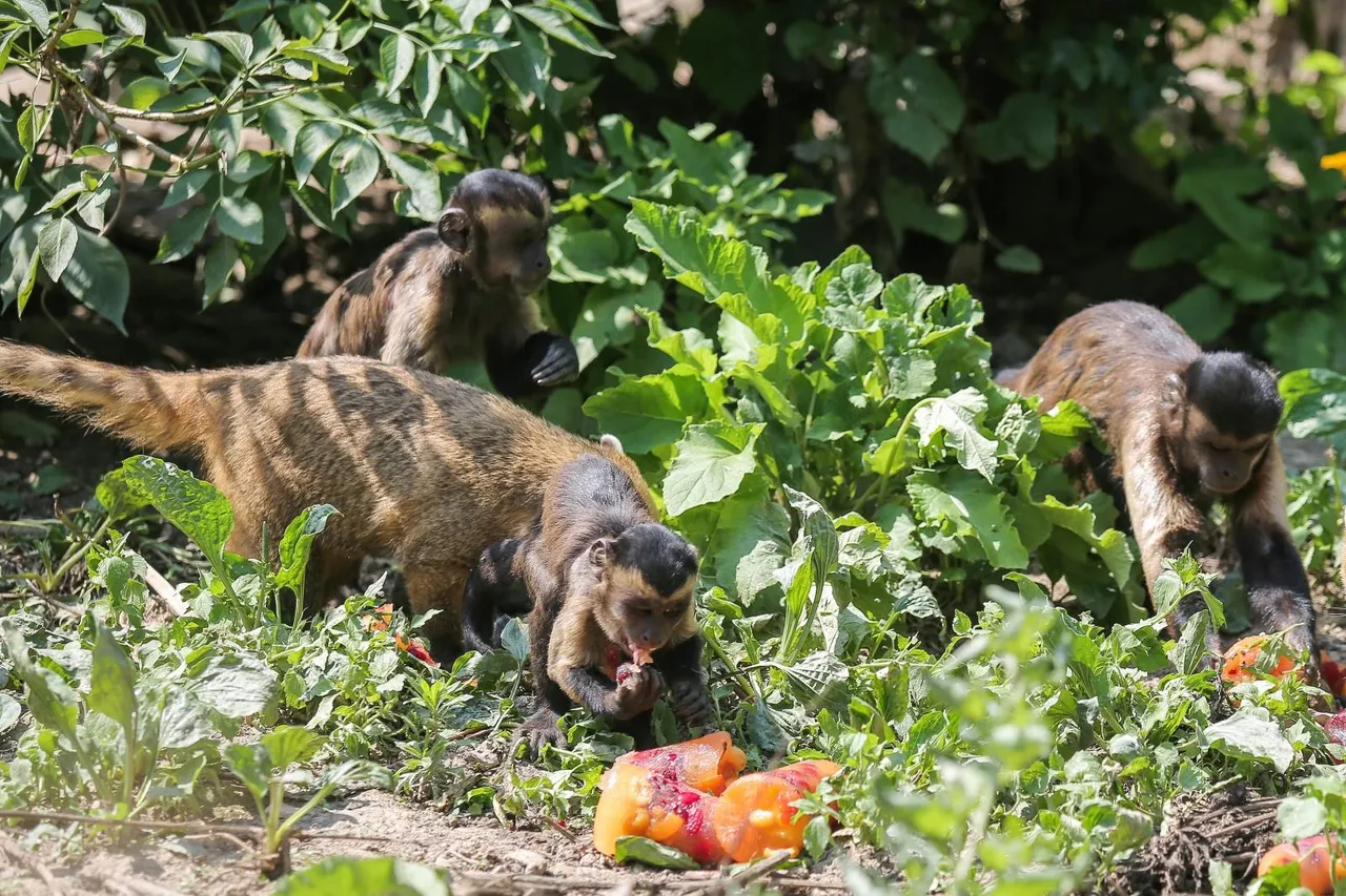 Zanima vas kako se životinje štite od vrućina? U zagrebačkom ZOO-u rashlađuju se ledenim poslasticama!