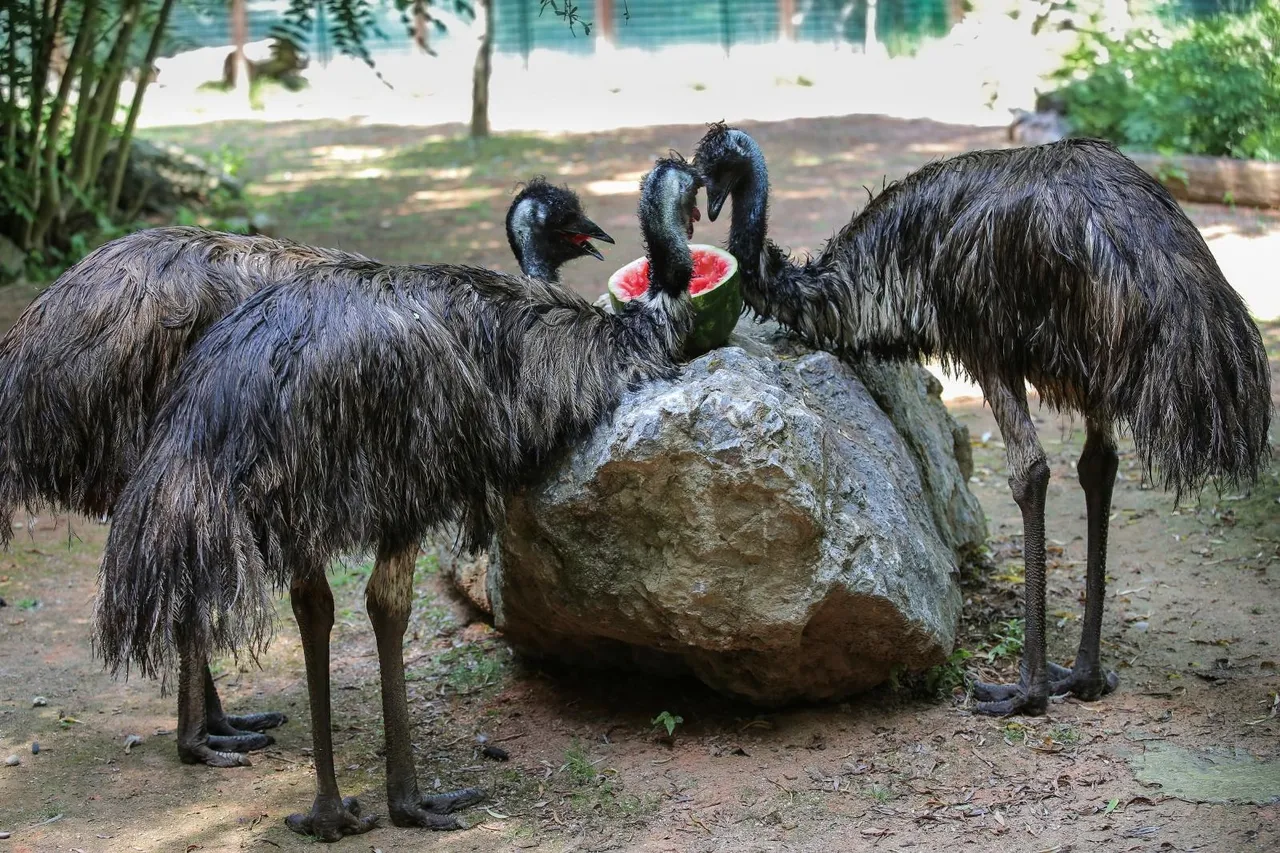 Zanima vas kako se životinje štite od vrućina? U zagrebačkom ZOO-u rashlađuju se ledenim poslasticama!