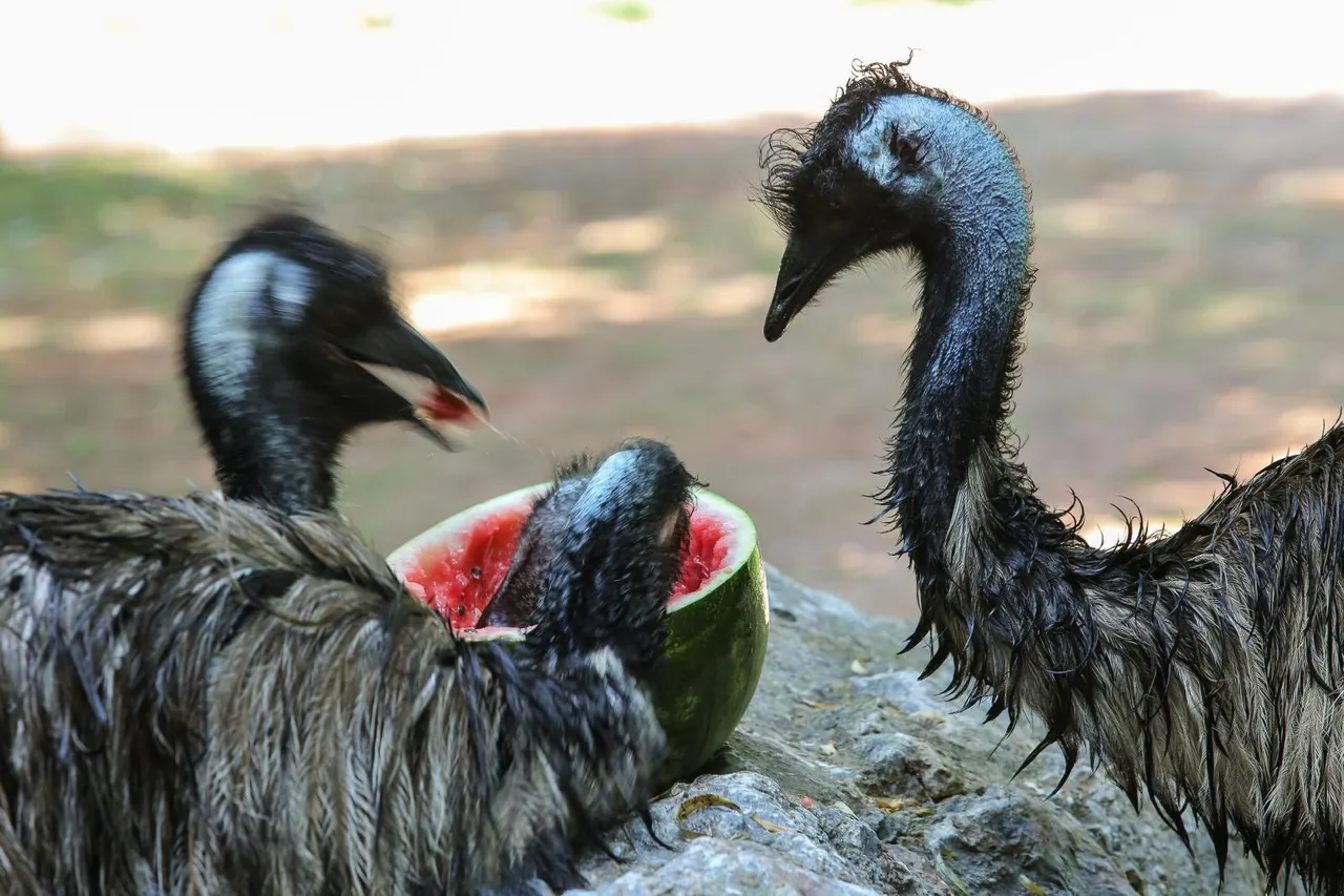 Zanima vas kako se životinje štite od vrućina? U zagrebačkom ZOO-u rashlađuju se ledenim poslasticama!