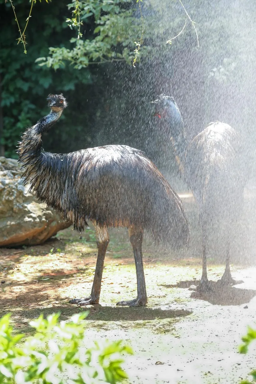 Zanima vas kako se životinje štite od vrućina? U zagrebačkom ZOO-u rashlađuju se ledenim poslasticama!