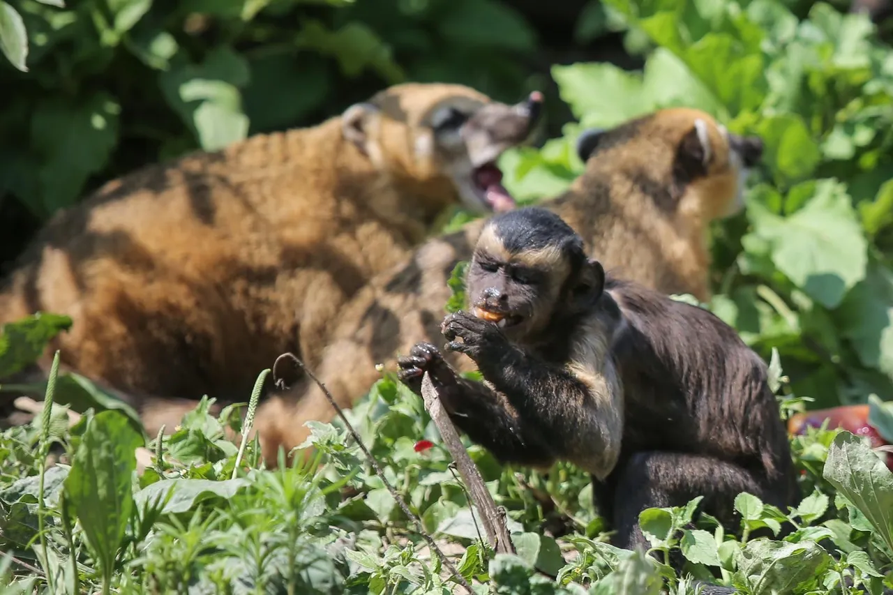 Zanima vas kako se životinje štite od vrućina? U zagrebačkom ZOO-u rashlađuju se ledenim poslasticama!
