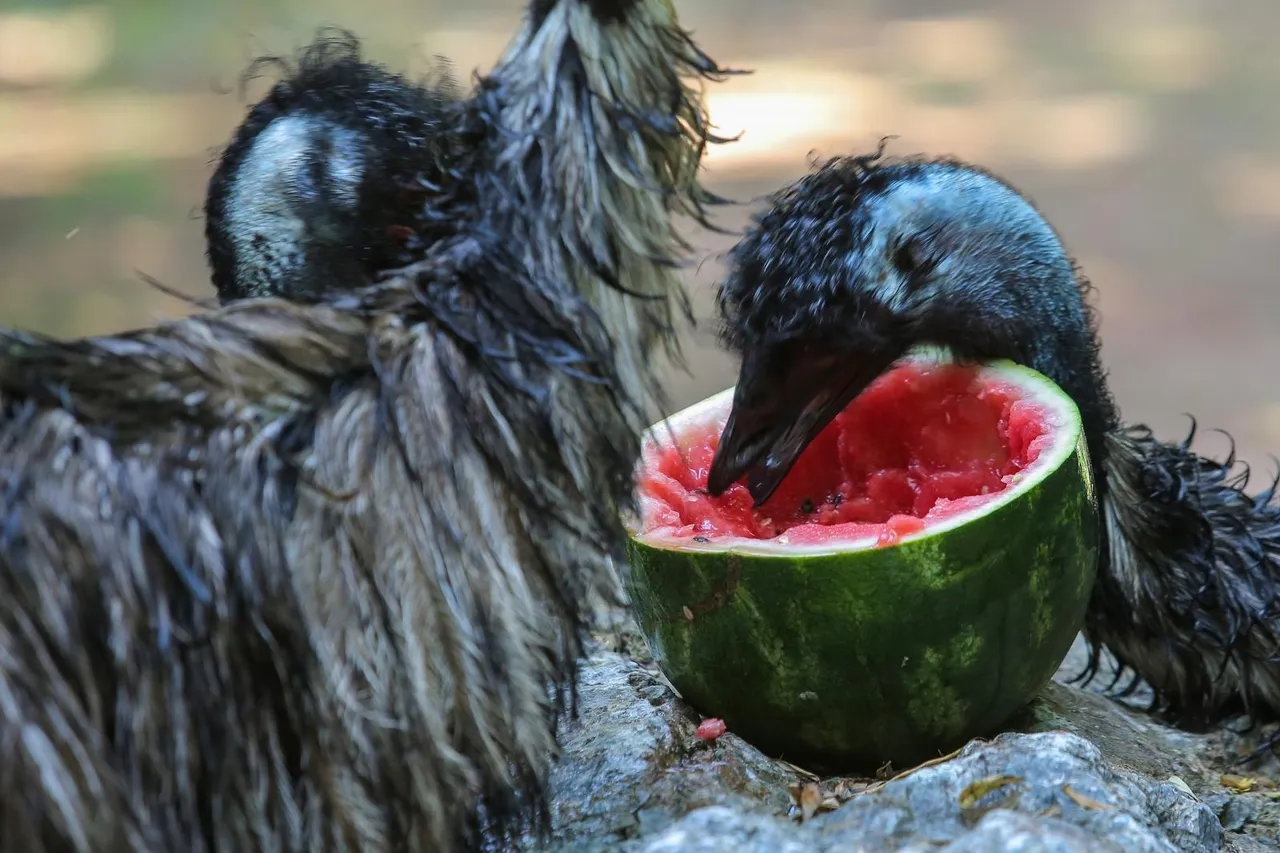Zanima vas kako se životinje štite od vrućina? U zagrebačkom ZOO-u rashlađuju se ledenim poslasticama!