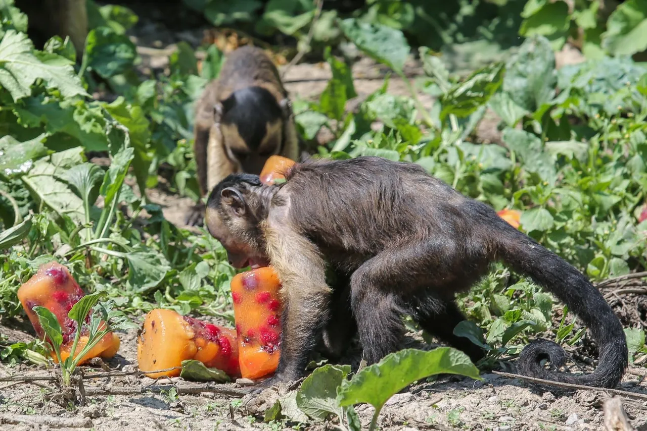 Zanima vas kako se životinje štite od vrućina? U zagrebačkom ZOO-u rashlađuju se ledenim poslasticama!
