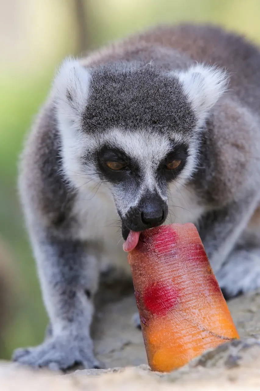 Zanima vas kako se životinje štite od vrućina? U zagrebačkom ZOO-u rashlađuju se ledenim poslasticama!