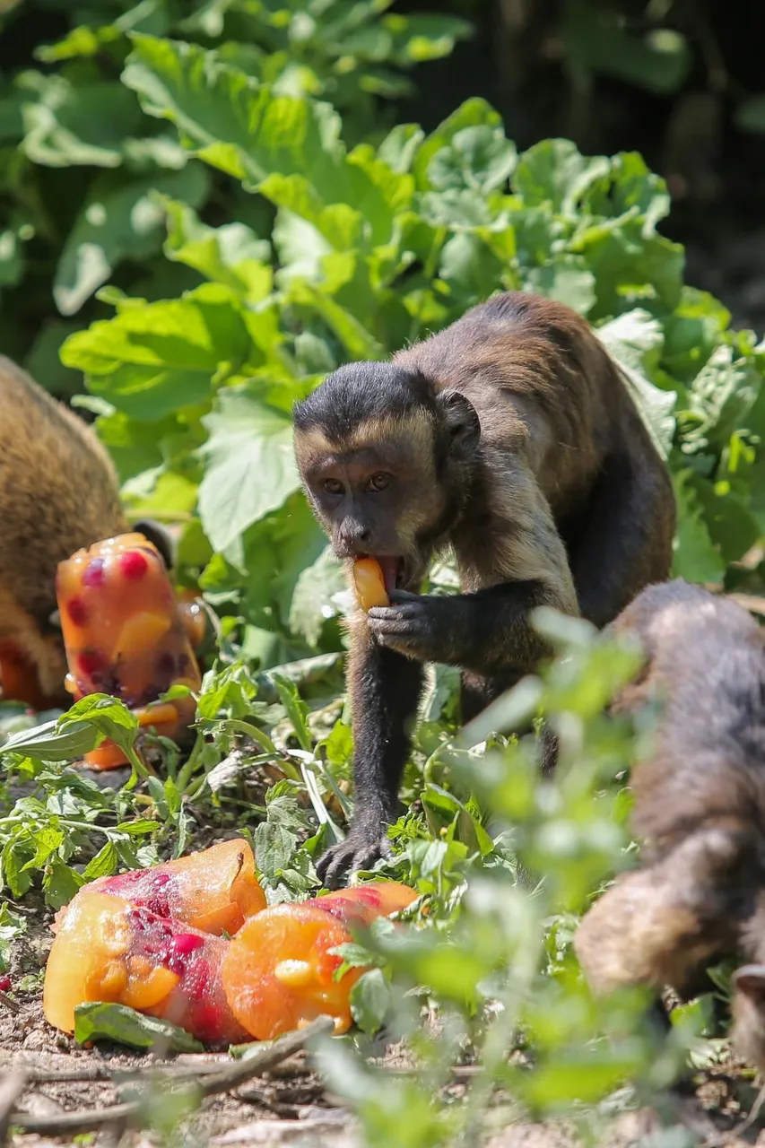Zanima vas kako se životinje štite od vrućina? U zagrebačkom ZOO-u rashlađuju se ledenim poslasticama!