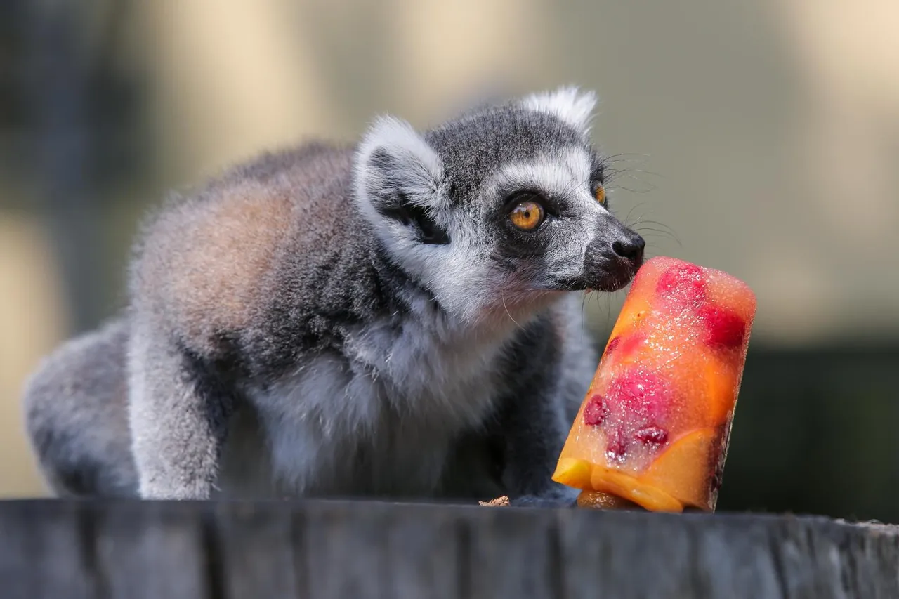 Zanima vas kako se životinje štite od vrućina? U zagrebačkom ZOO-u rashlađuju se ledenim poslasticama!