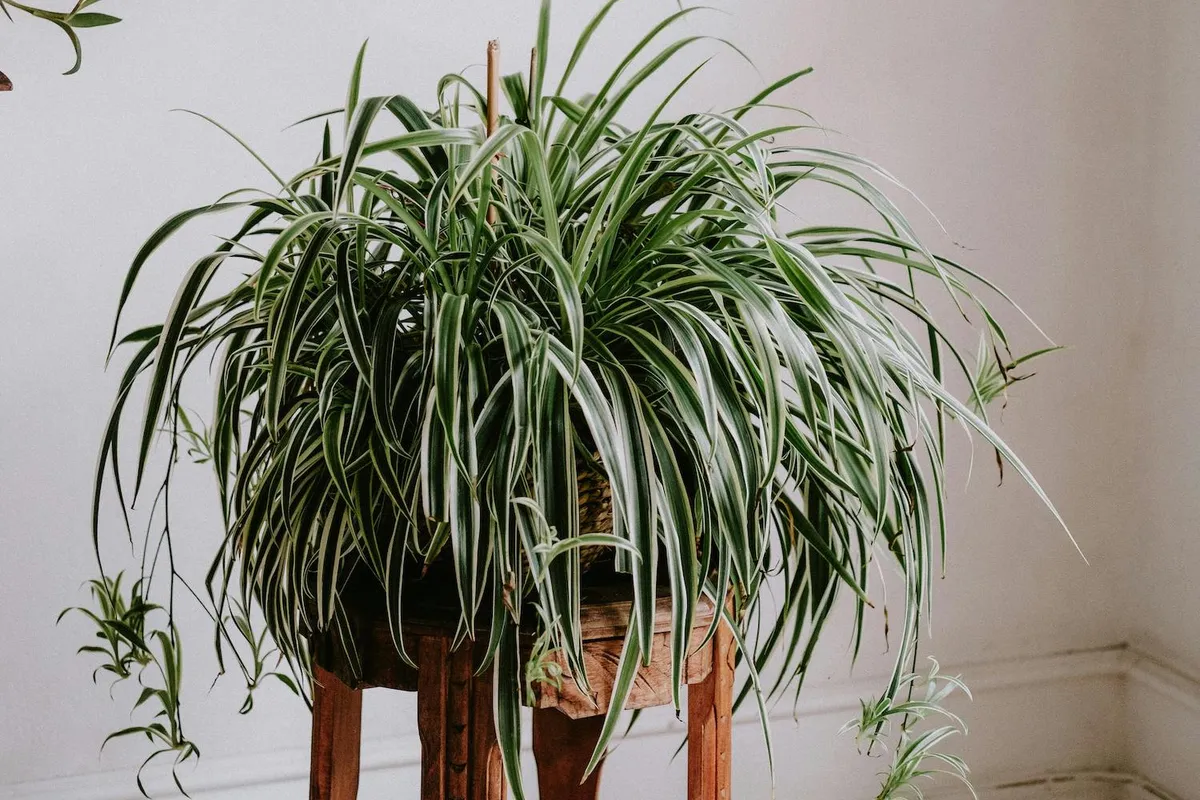 Spider plant