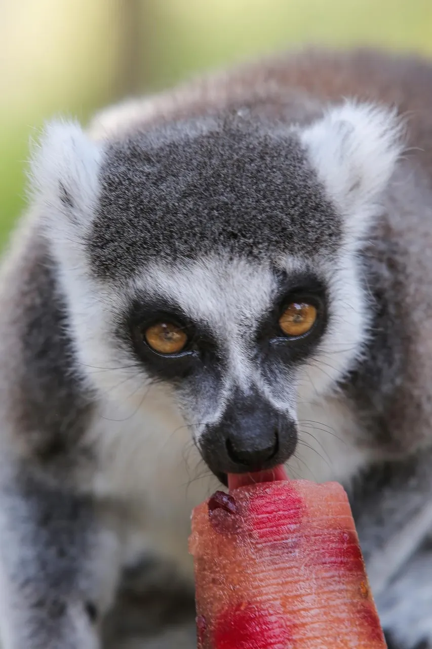Zanima vas kako se životinje štite od vrućina? U zagrebačkom ZOO-u rashlađuju se ledenim poslasticama!