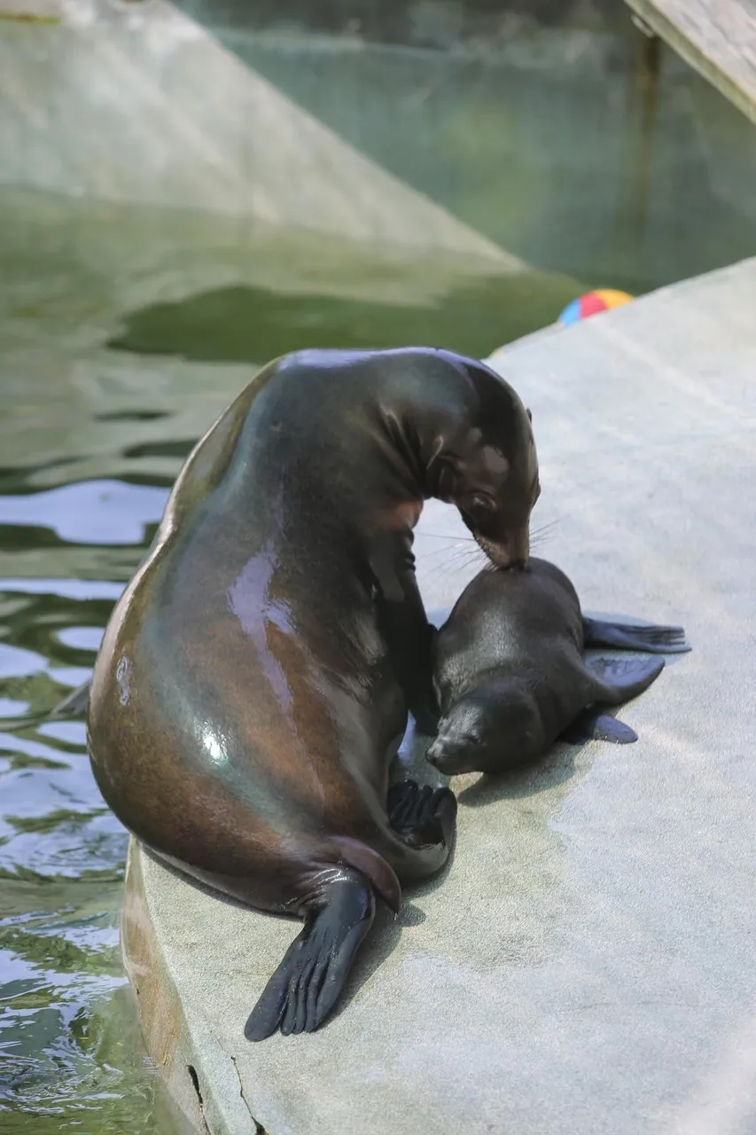 Zanima vas kako se životinje štite od vrućina? U zagrebačkom ZOO-u rashlađuju se ledenim poslasticama!