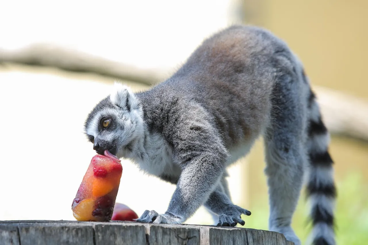 Zanima vas kako se životinje štite od vrućina? U zagrebačkom ZOO-u rashlađuju se ledenim poslasticama!