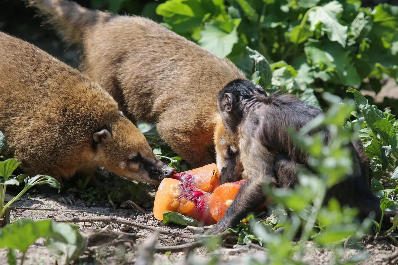 Zanima vas kako se životinje štite od vrućina? U zagrebačkom ZOO-u rashlađuju se ledenim poslasticama!