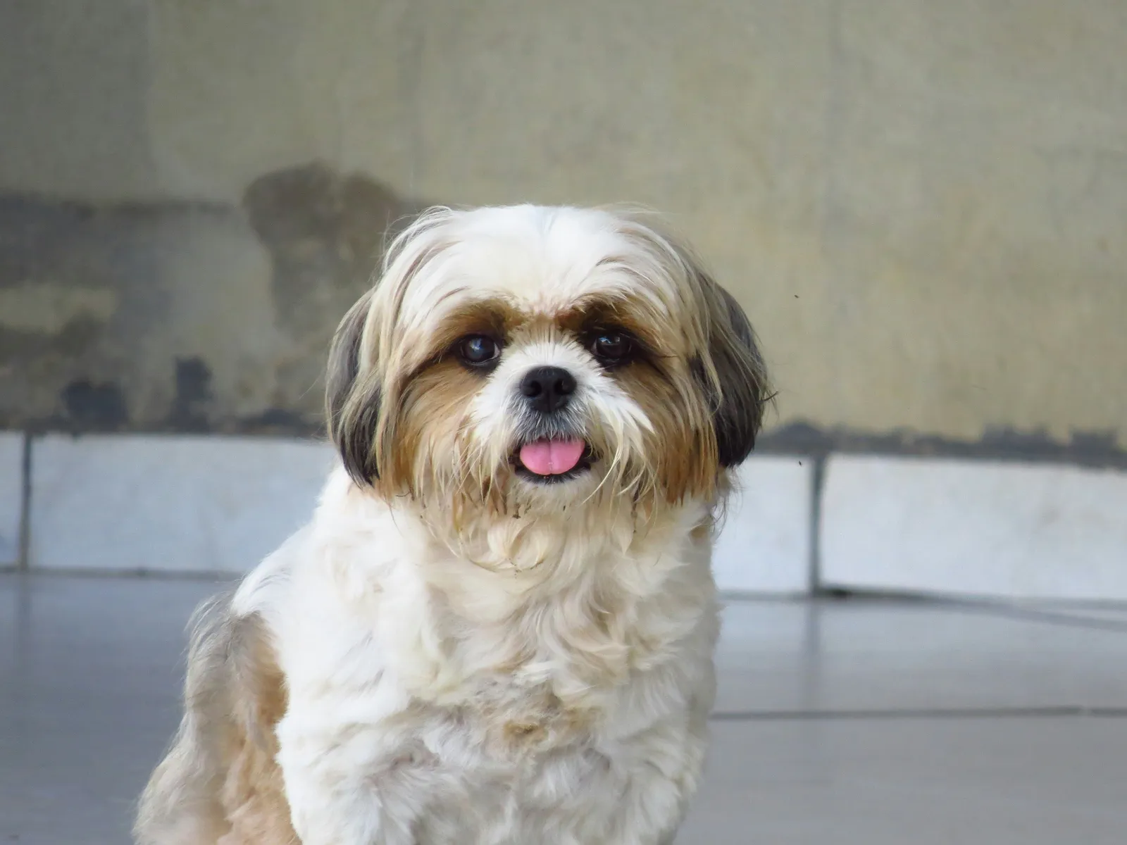 Shi tzu 