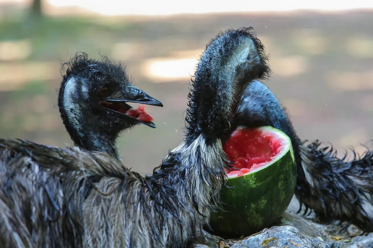 Zanima vas kako se životinje štite od vrućina? U zagrebačkom ZOO-u rashlađuju se ledenim poslasticama!