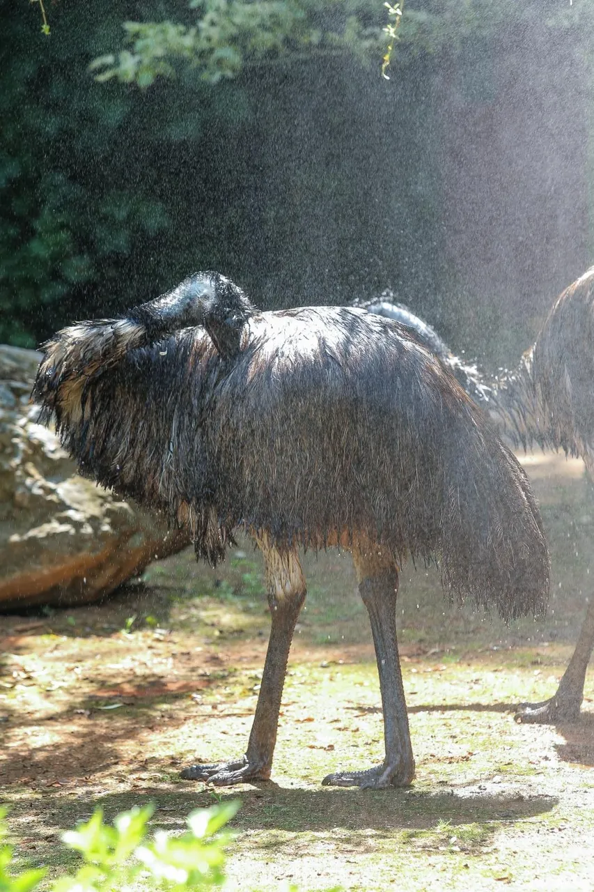 Zanima vas kako se životinje štite od vrućina? U zagrebačkom ZOO-u rashlađuju se ledenim poslasticama!