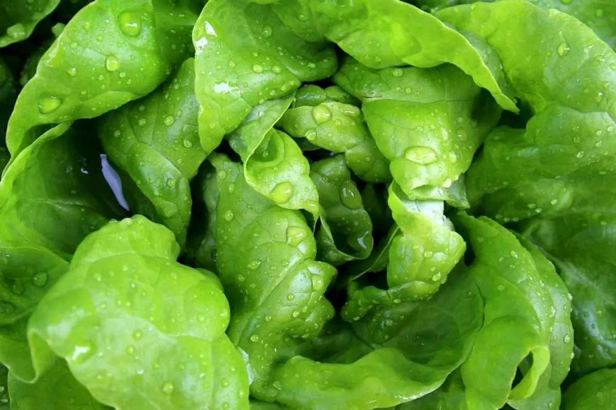 Može li zelena salata pomoći slomljenim kostima da brže zarastu?