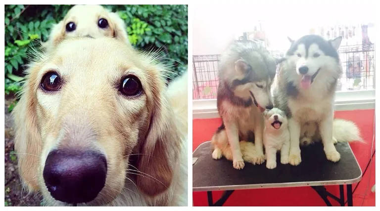 20 fotografija psića sa svojim roditeljima koji su toliko slatki da smo dobili dijabetes