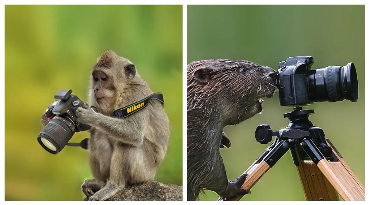 Instagramuše iz divljine: 20 životinja koje su odlučile postati profesionalni fotografi