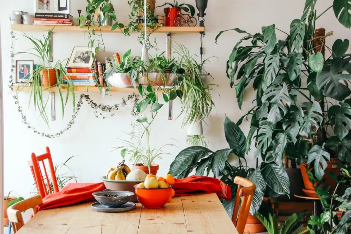 Pretvori svoj dom u urbanu džunglu: Kako jednostavno propagirati sobno bilje