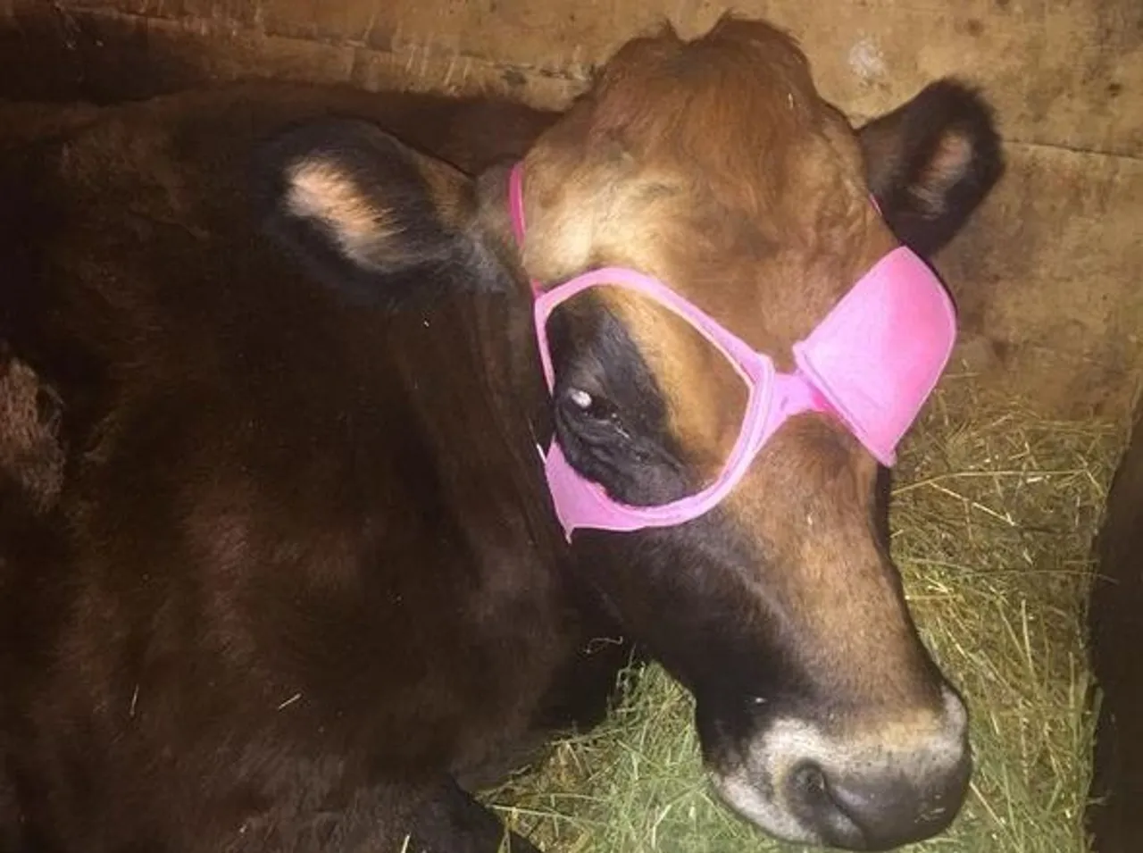 Krava je ozlijedila oko i veterinar je rekao da ga treba pokriti kako bi brže zacijelilo