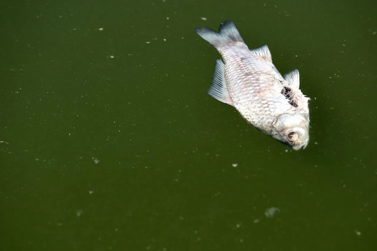 Zbog visokih temperatura došlo do pomora 400 kg ribe na ribnjaku u Novakovcu