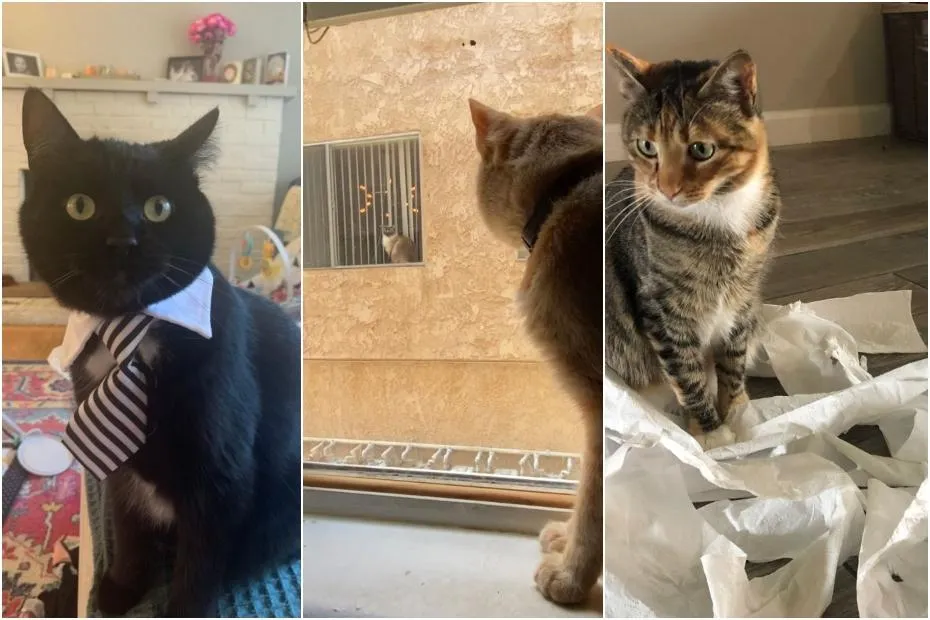 Nismo samo mi u izolaciji - i naše mačke su. Ovi vlasnici podijelili su smiješne fotke kako njihovi ljubimci provode vrijeme