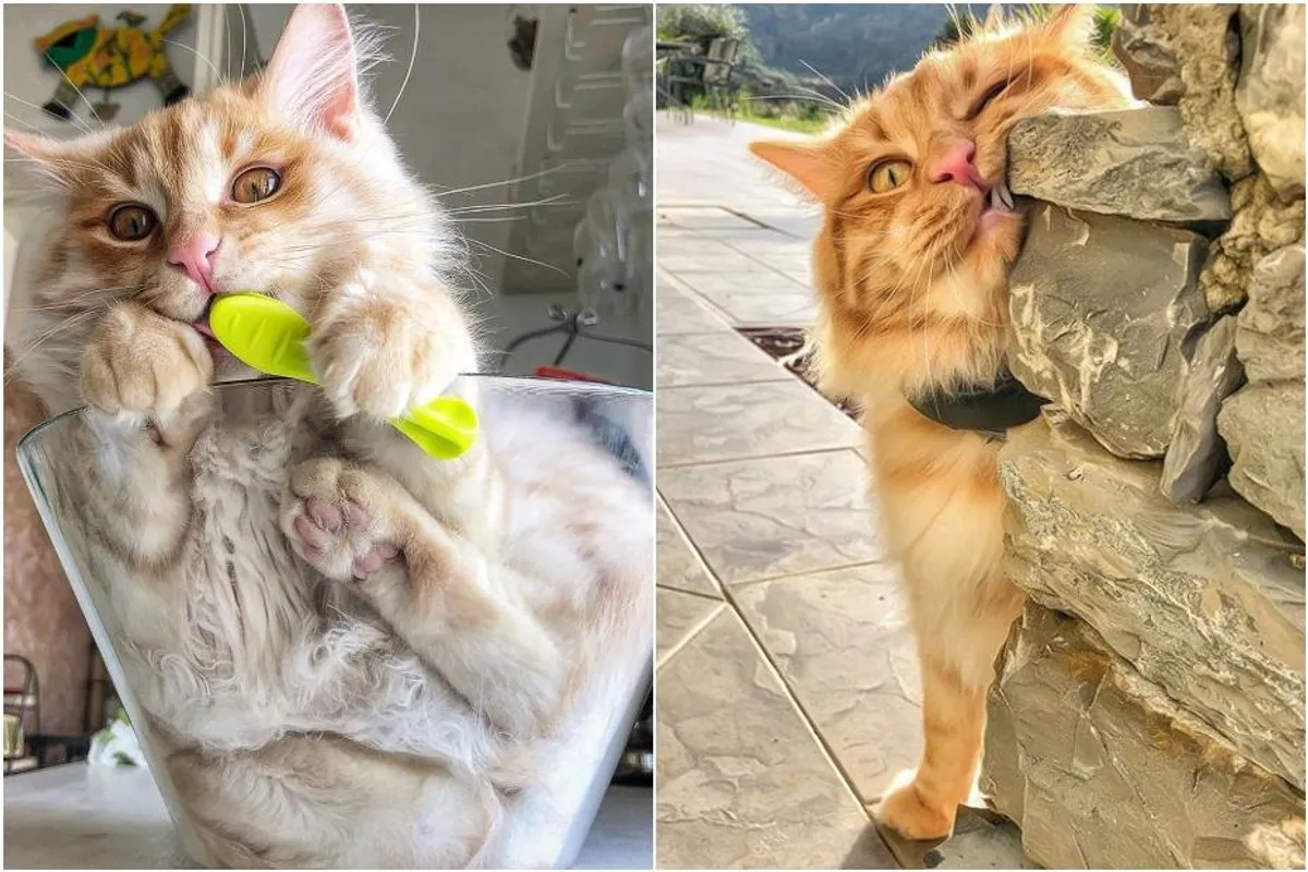 Ovako izgleda život jedne bezbrižne mačke iz Italije