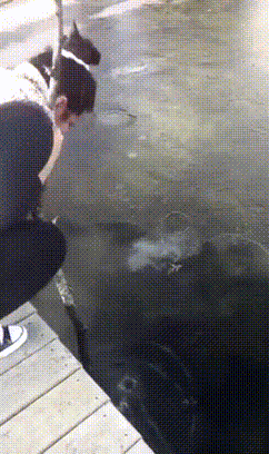 shbamkg-imgur