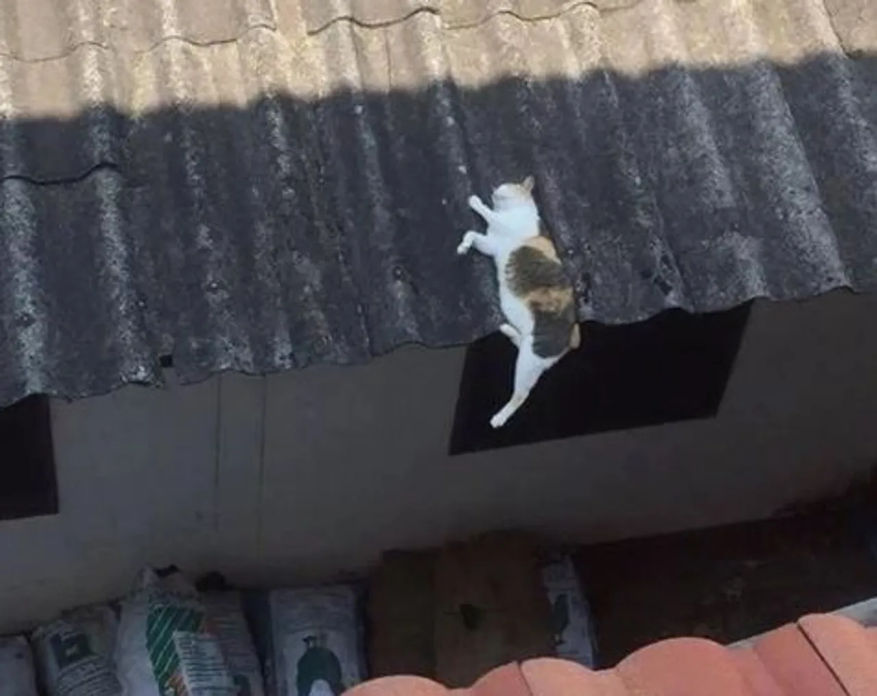 Ovih 20 kućnih ljubimaca zaspat će doslovno bilo gdje, fotke će vas rastopiti