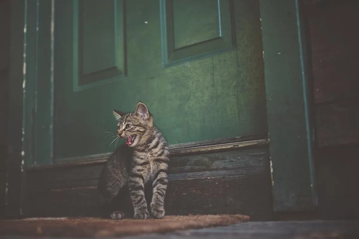 Pronašle smo odgovor zašto te tvoja mačka čeka kod vrata kad dođeš kući