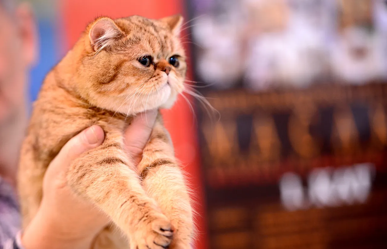 Mačje ljepotice oduševile posjetitelje Međunarodne izložbe mačaka
