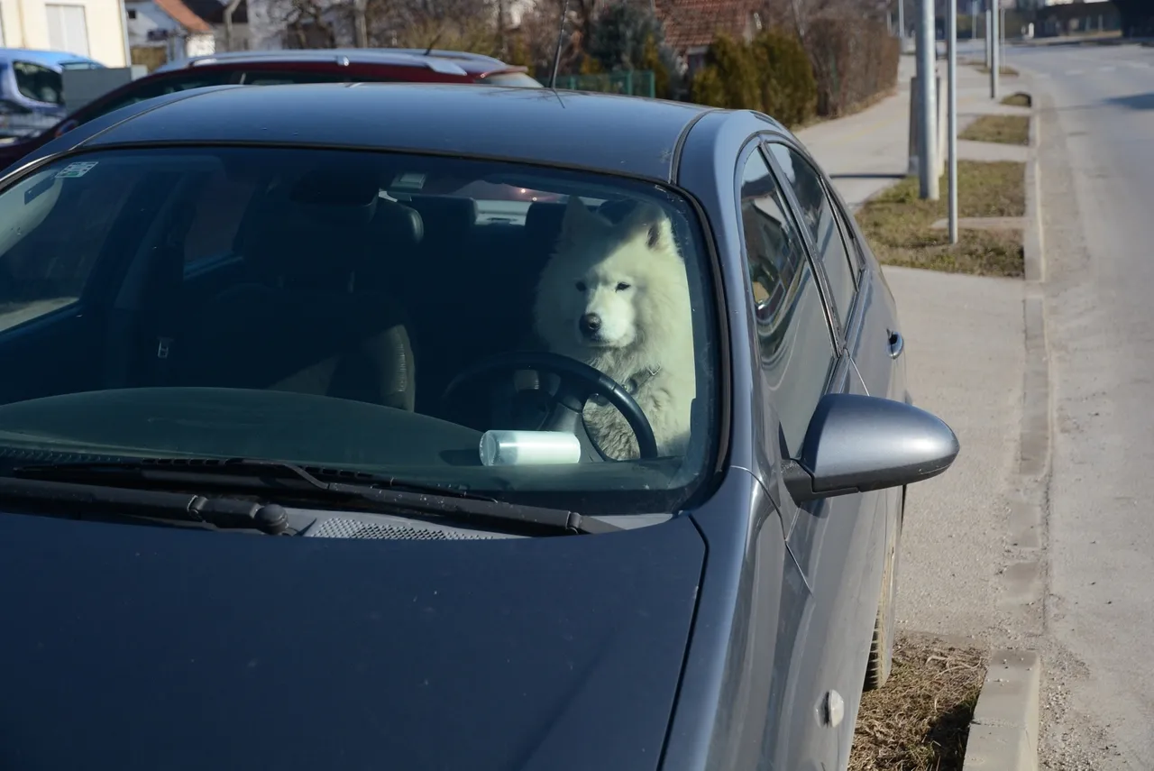 Koprivnica: Pas sjeo za vozačevo mjesto u automobilu i zbunio prolaznike