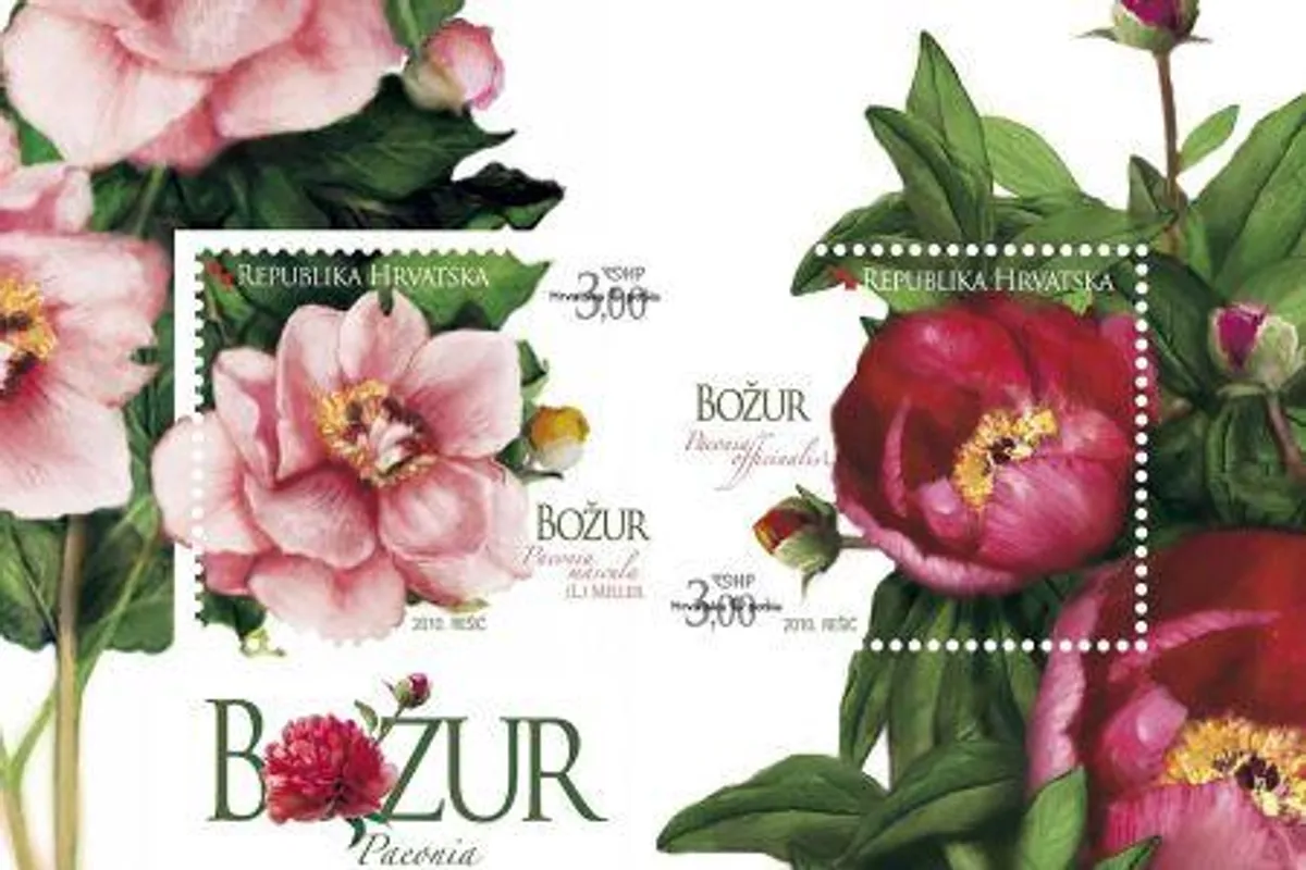 Božur – prekrasan cvijet tisuću latica