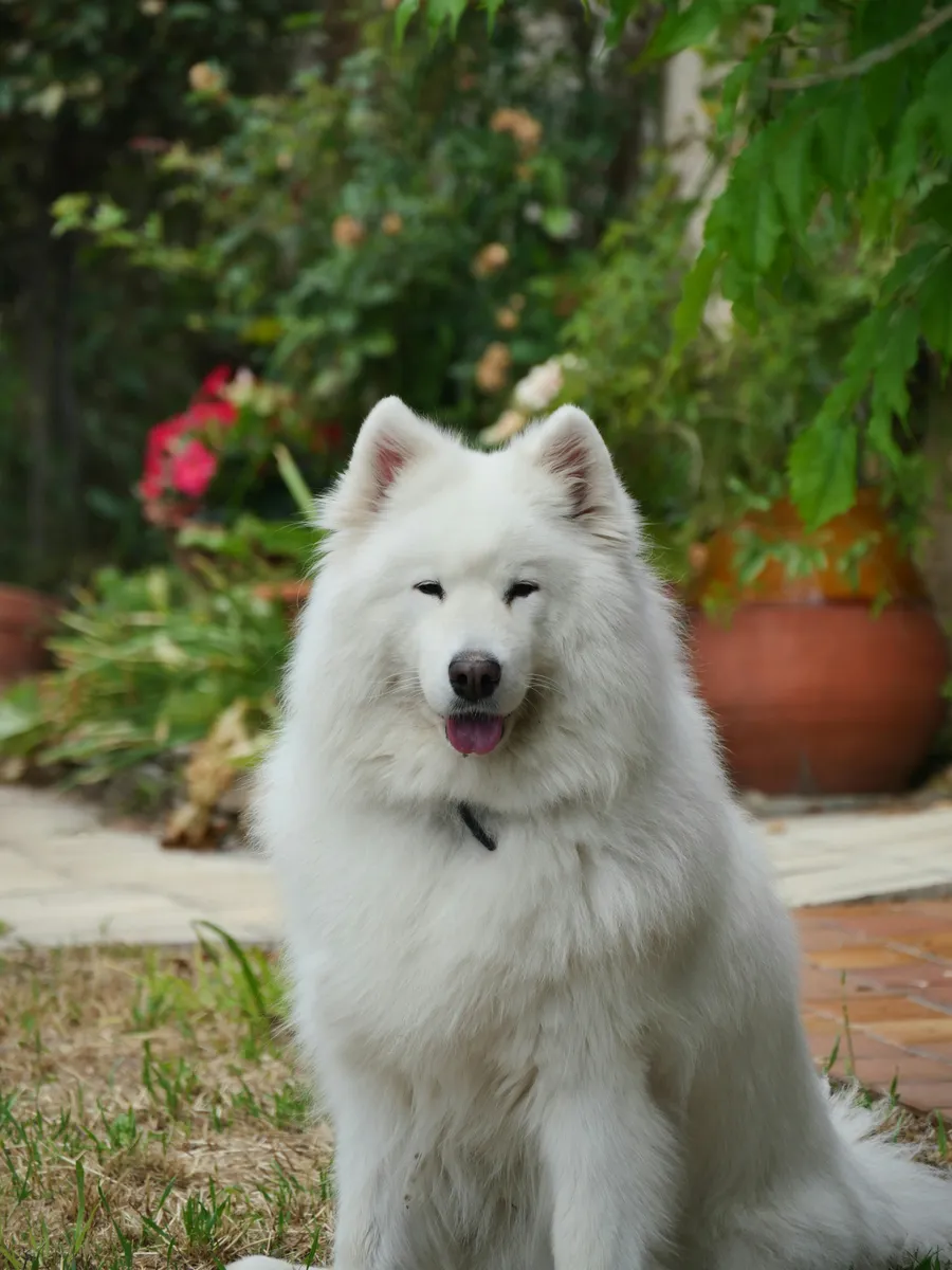 Samojed 