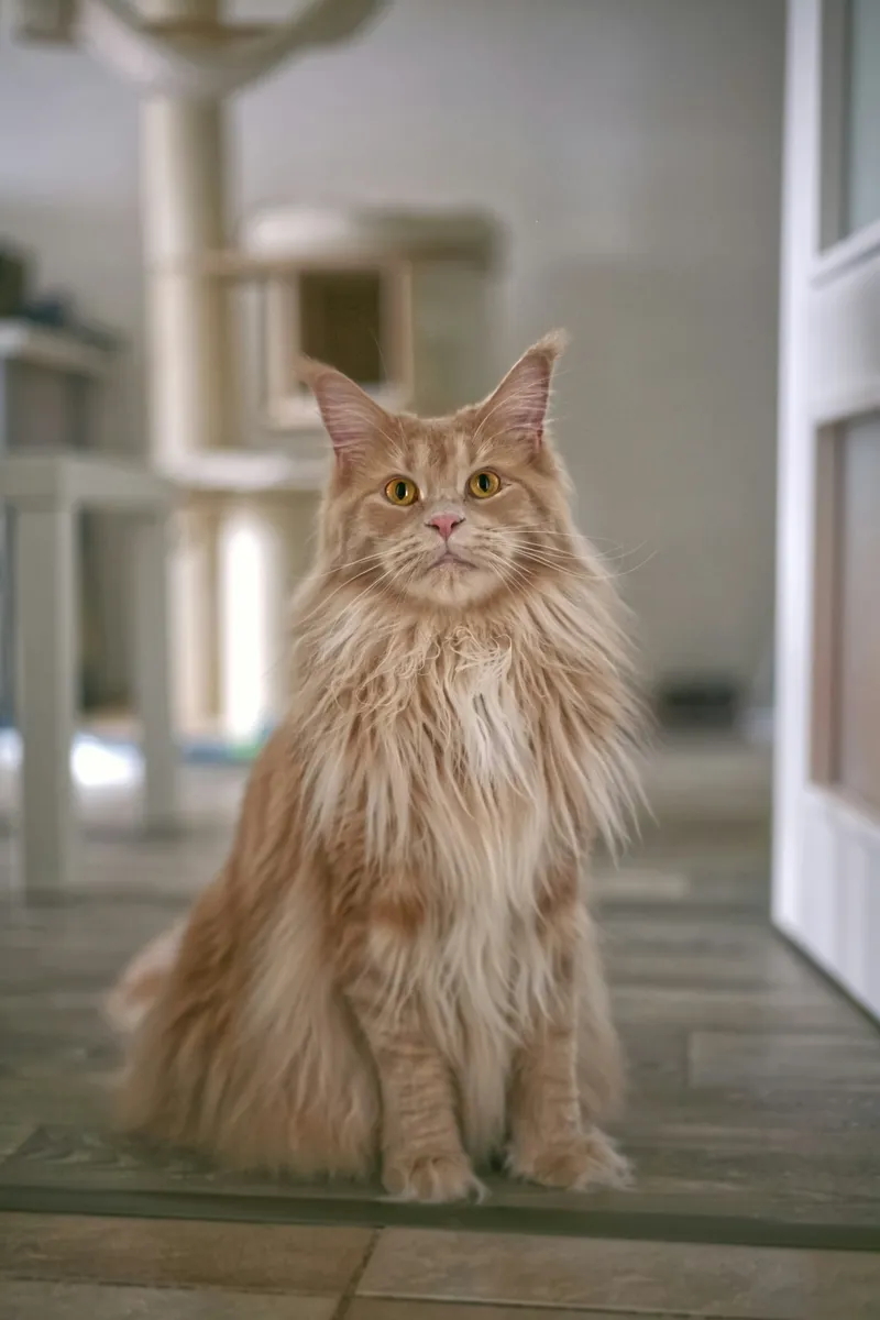 Maine coon mačka 