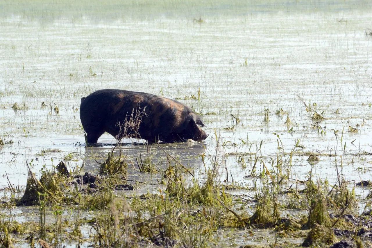 Pašnjaci u Lonjskom polju još uvijek pod vodom, ali barem svinje guštaju