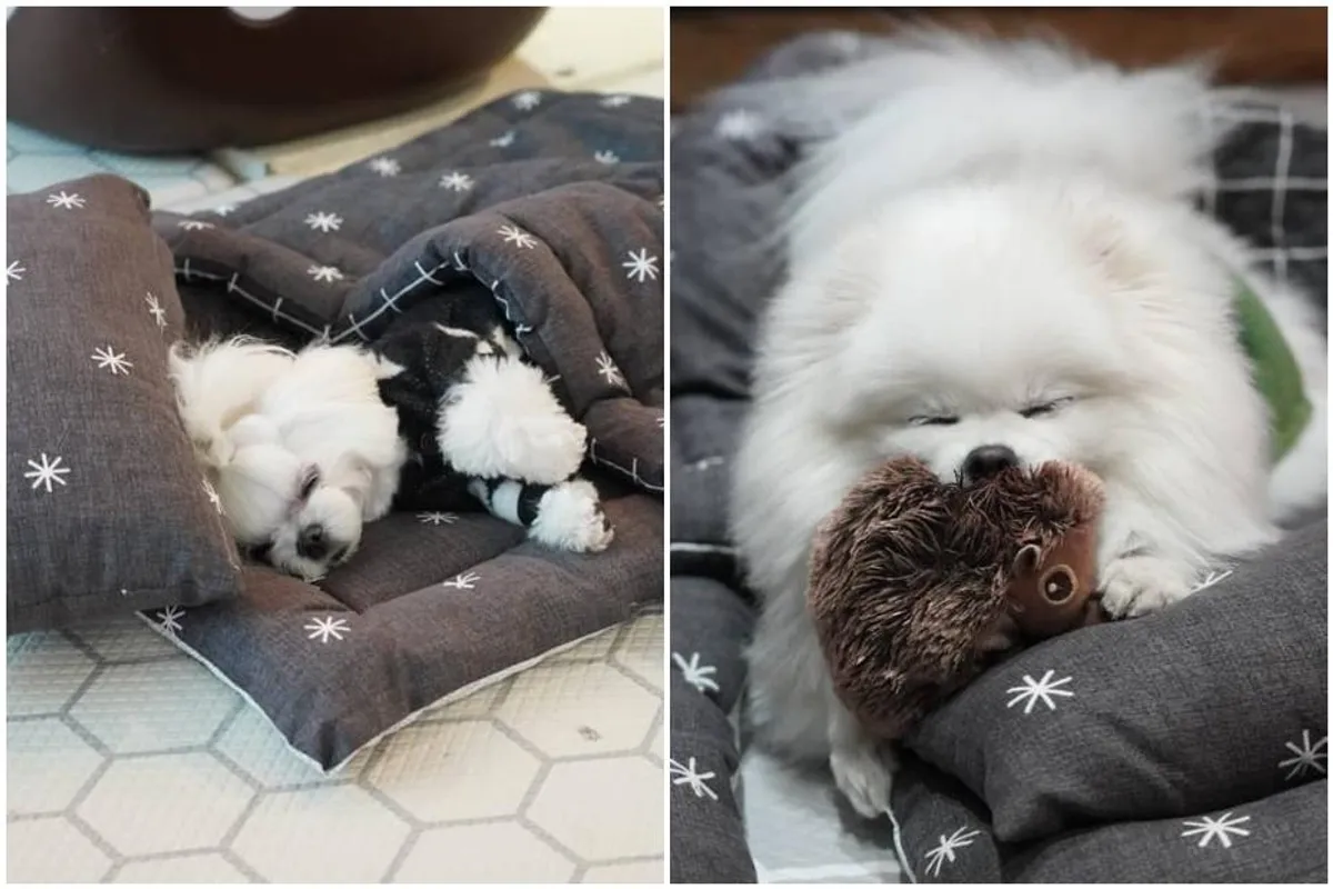 'Vrtić za pse': Preslatke fotke psića koji spavaju preplavile su internet