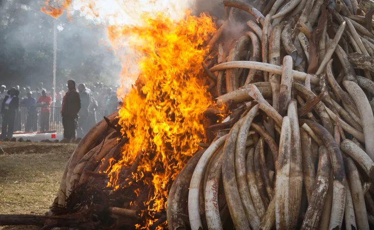 Kenijci spalili slonovaču