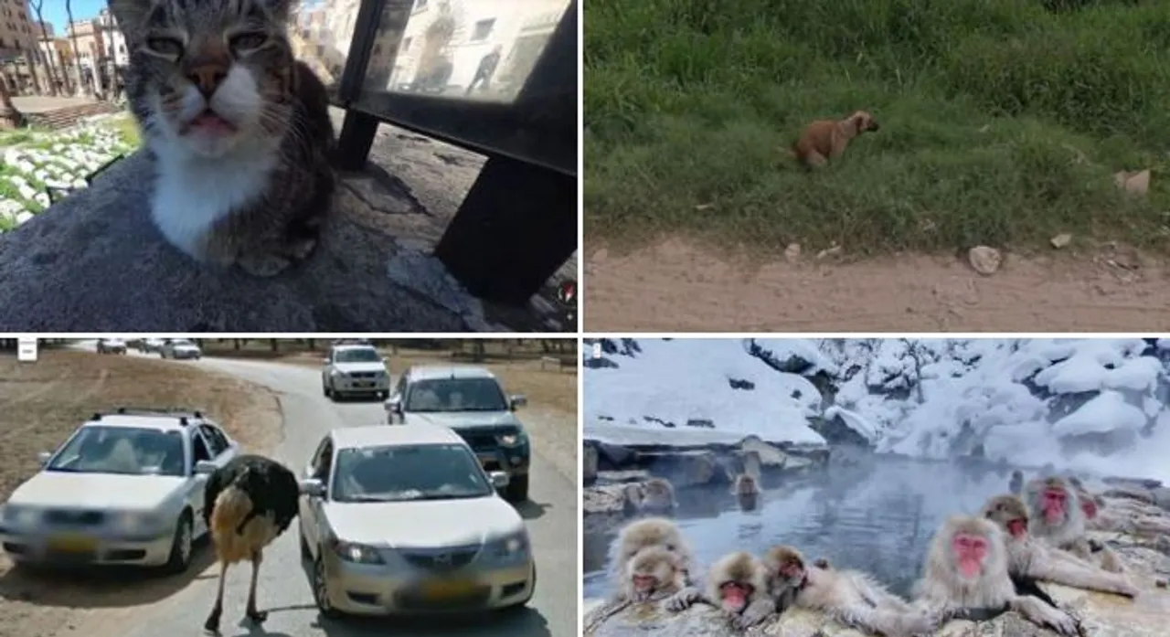 20 genijalnih fotografija životinja uhvaćenih na kameri Google Street Viewa