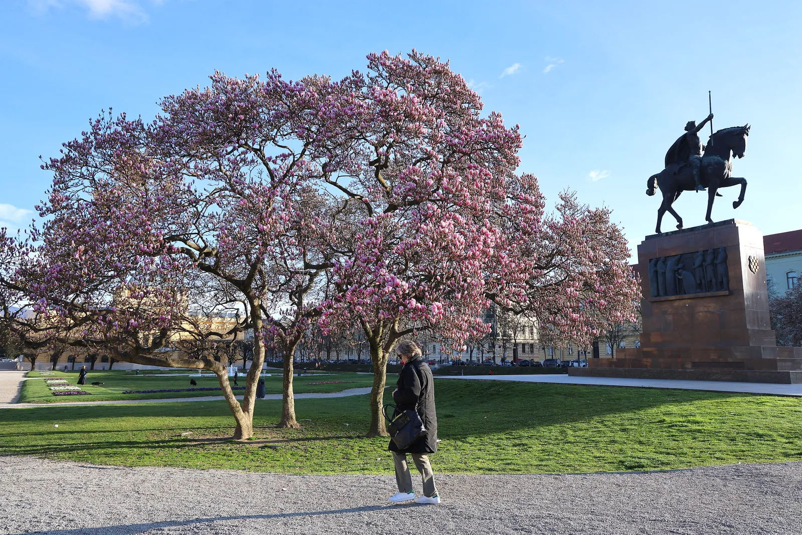 Magnolija na Trgu kralja Tomislava