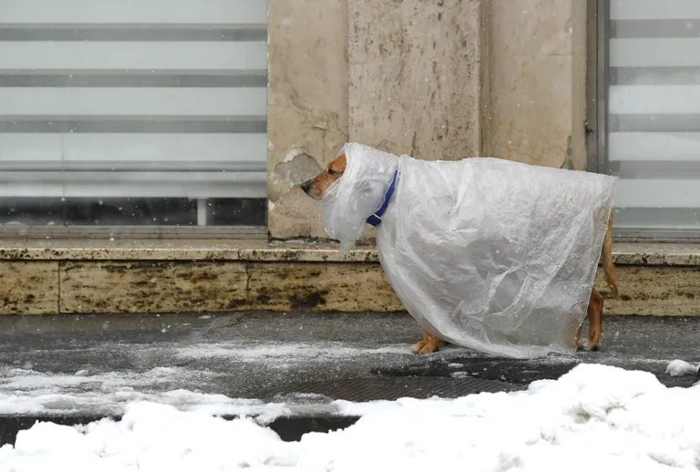 Hladno je i našim mezimcima: vlasnik umotao psića u najlon kako bi ga zaštitio od zime