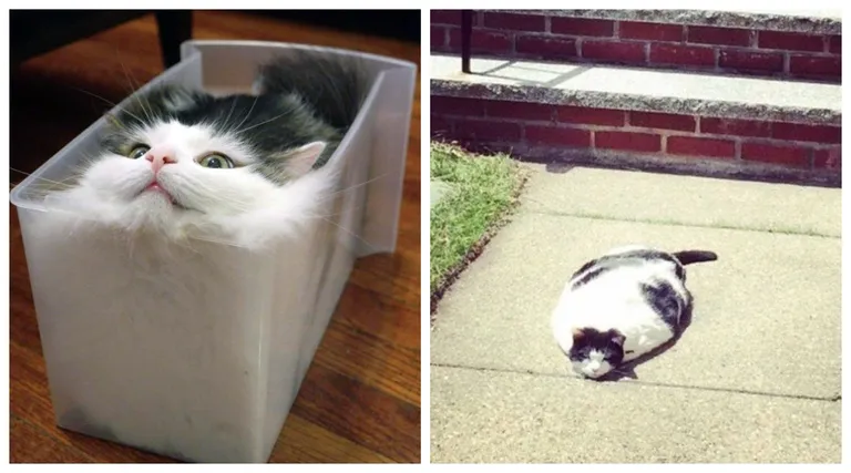 Znanstvenici su u krivu: Ove slike su dokaz tome da su mačke zapravo tekuća tvar